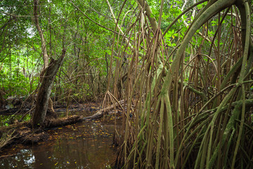 Forest landscape with mangrove trees in water