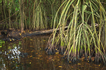 Rainforest landscape, mangrove trees in water