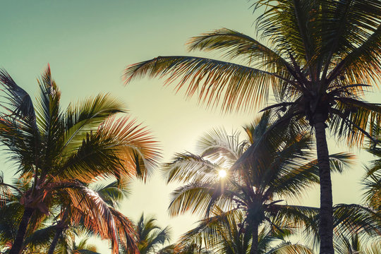 Coconut palm trees and sun. Vintage stylized