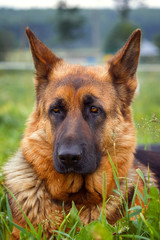 Portrait of a German Shepherd