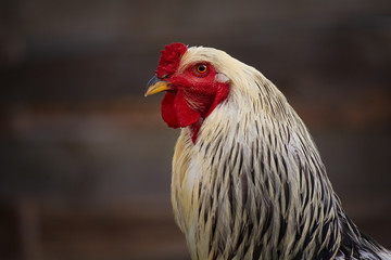 Portrait of rooster