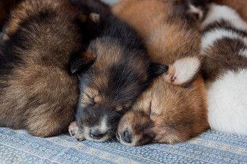 The puppy is sleeping happily, Thailand dog.