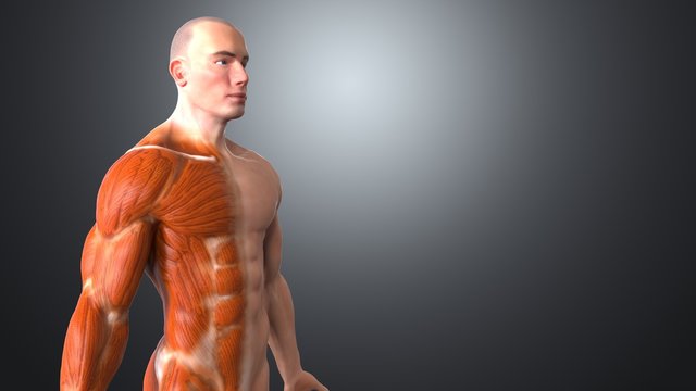 Anatomy