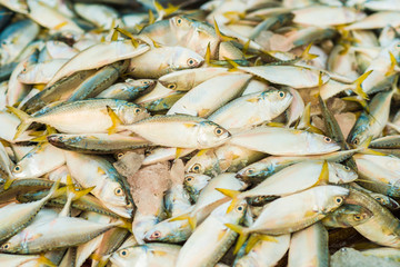 Fresh fish at the morning market