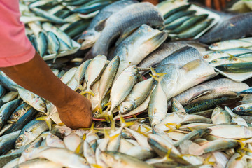 Fresh fish at the morning market