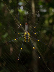 Cape Tribulation, Queensland Australia, 06/10/2013, Golden Orb spider arachnid , hanging in a web in a tropical forest, cape tribulation.