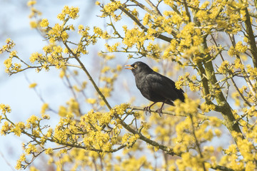 Blackbird (turdus merula) singing in a tree