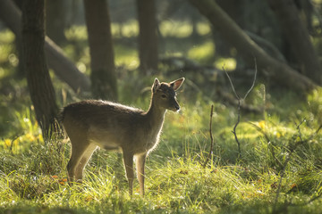 Fallow deer fawn in Autumn