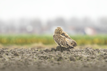 Short-eared Owl perched on farmland