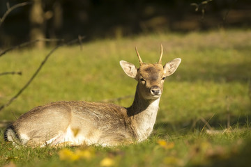 Fallow deer stag resting