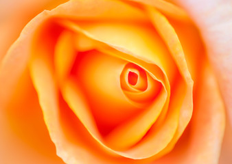 Very soft romantic shot of orange rose