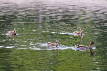 wild duck swimming peacefully in a river at sunset

