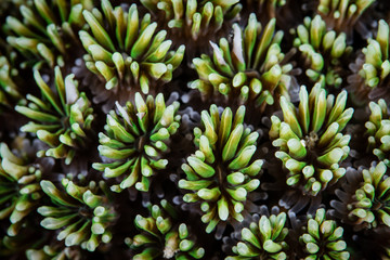 Galaxea Coral Polyps