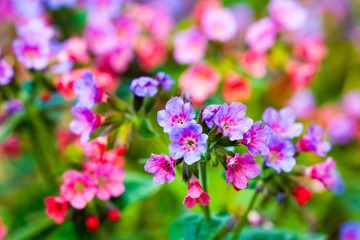 Colorful flowers