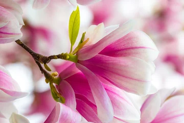 Foto auf Acrylglas Antireflex Detailed shot of a magnolia flower © denisveselyxx