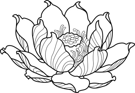 Black silhouette outline lotus. Vector tattoo illustration