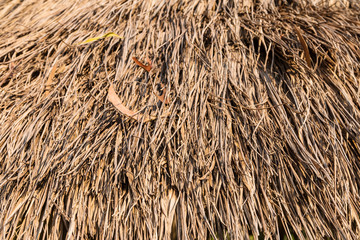 Closeup of old and dry grass texture