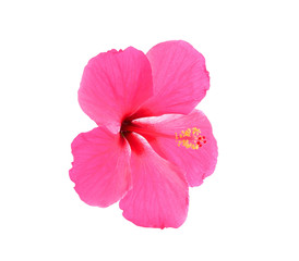 Pink hibiscus isolated on white background