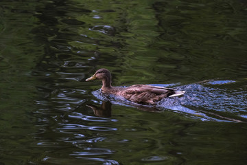 wild duck swimming peacefully in a river at sunset
