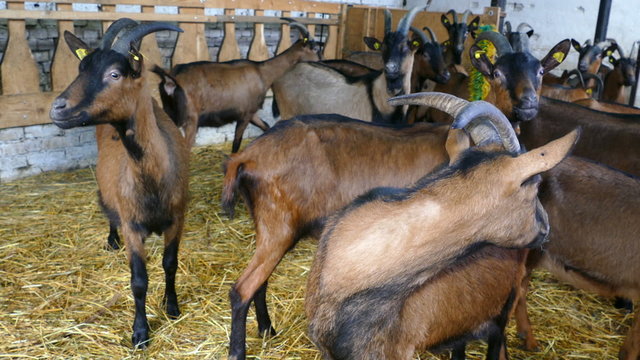 Goats on farm