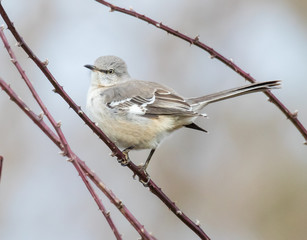 Northern Mockingbird
