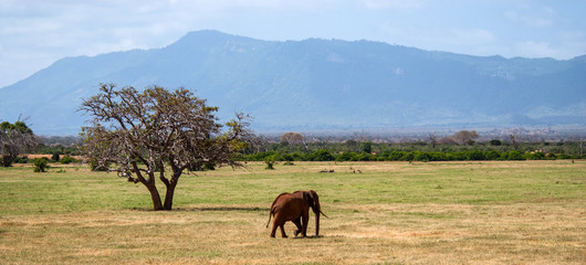 Naklejka premium Elephants in Tsavo East National Park, Kenya