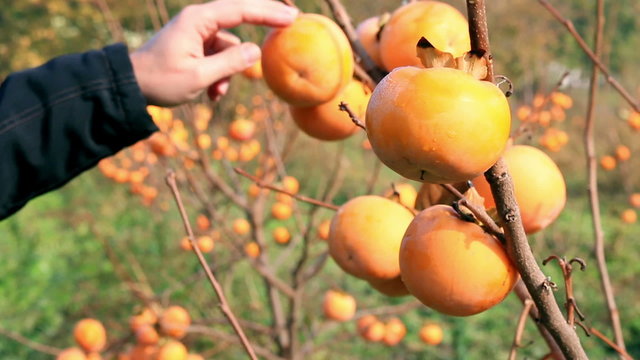 Farmer checking japanese persimmon in a orchard, sharon fruit