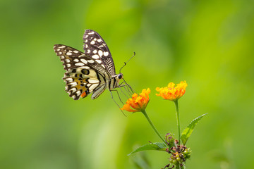 Obraz na płótnie Canvas Butterfly on a flower