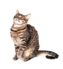 Portrait of green eyed cat isolated on white background