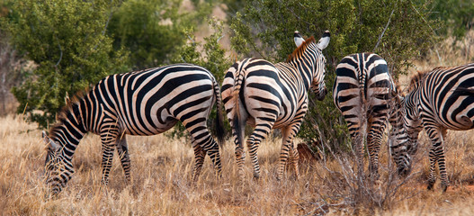 Fototapeta na wymiar Zebras in Tsavo East National Park, Kenya