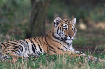 Fototapeta na wymiar Siberian Tiger Cub (Panthera Tigris Altaica)/Siberian Tiger Cub resting on forest floor