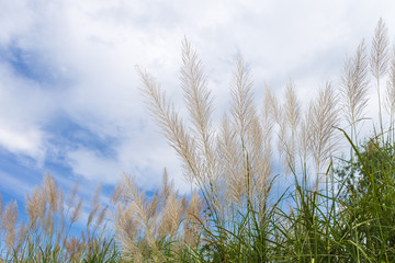 Obraz premium Flower of grass growing up near the road