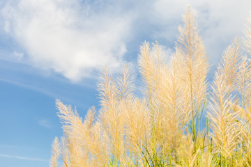 Flower of grass growing up near the road