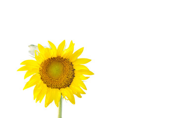 Sunflower on white
