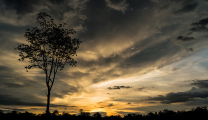 Fototapeta na wymiar The sunset and a tree.