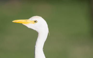 Wild Bird Cattle Egret Oahu Hawaii Native Animal Wildlife