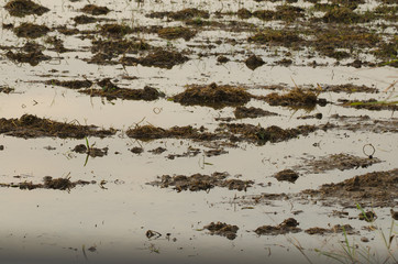 The rice paddy field after harvesting