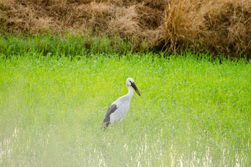 The egret is hunting in the rice paddy field
