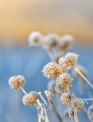 Distel Pflanze ist stachelig, frostig mit Raureif 