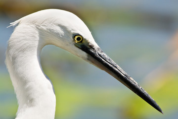 Egretta garzetta portrait