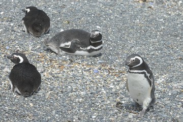 Magellanic penguins in the Beagle channel.
