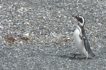 Magellanic penguins in the Beagle channel.