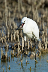 Egretta garzetta