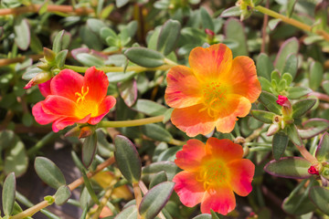 Fototapeta na wymiar Lovely mini orange and red flower sun plant or pursley