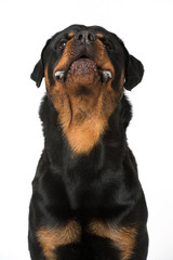 Obraz premium Bellender Rottweiler
