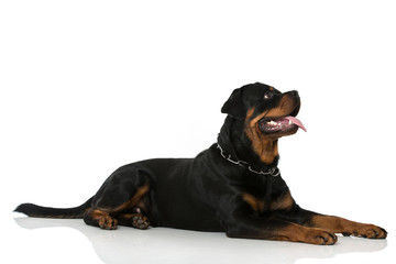Rottweiler