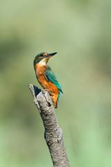 European kingfisher (Alcedo atthis)