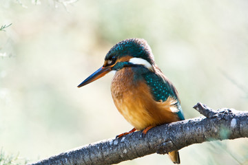 European kingfisher (Alcedo atthis)