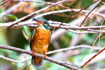 European kingfisher (Alcedo atthis)