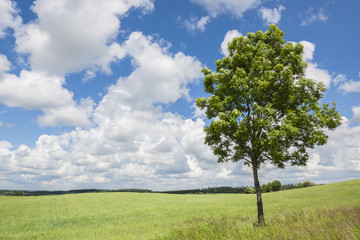 Obraz premium Lonely tree, space for text. 